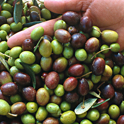 Les polyphénols dans l'huile d'olive