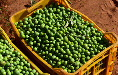 How are the olives harvested?