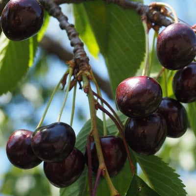 Dark balsamic vinegar Black cherry